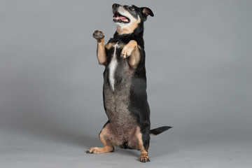 Hund Studio S&uuml;&szlig; Freisteller