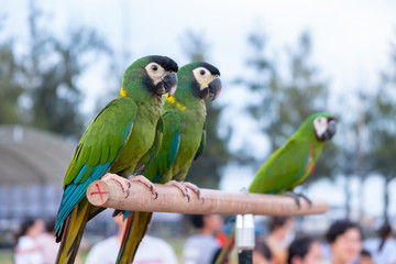 Green parrot