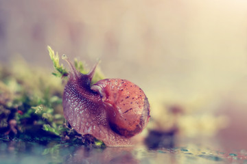 Snail in the rays of the setting sun