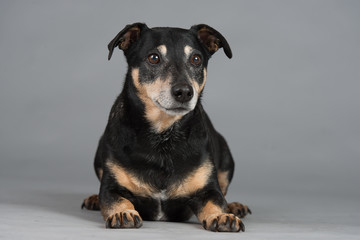 Hund Studio Süß Freisteller