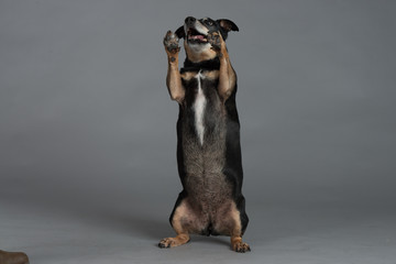 Hund Studio S&uuml;&szlig; Freisteller