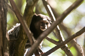 Saguí-foto; Rogério Marques