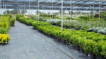 Many pots with Thuja,  Pine, spruce coniferous trees sold in garden center. 