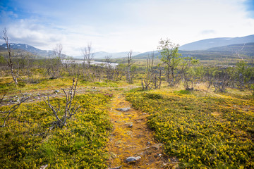 Fototapeta na wymiar Footpath in northern birch forest in northern Norway, Lapland