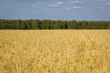 Yellow field of ripe wheat with golden spikelets and strip of forest on horizon line, selective focus