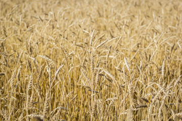 Yellow field of ripe wheat with golden spikelets, selective focus