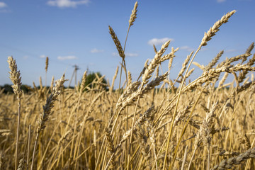 Golden spikelets of ripe wheat in the field