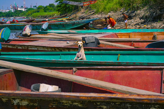 Perro sobre balsas en la rivera del río magdalena