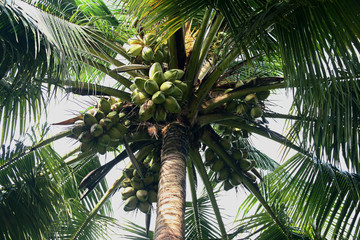 green coconut in the tree