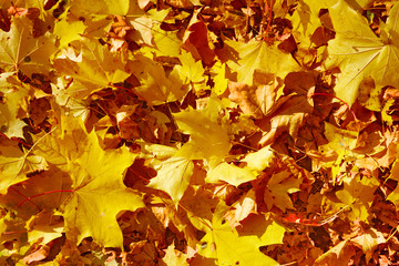 Autumn leaves carpet background