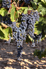 Fototapeta premium Merlot grapes on the vine August 2018