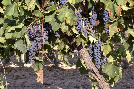 Merlot grapes on the vine August 2018