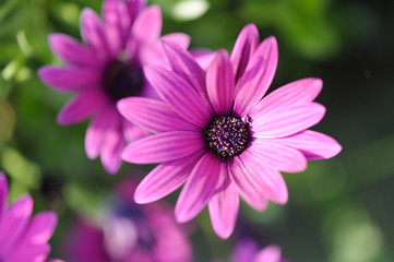 Fototapeta premium Osteospermum