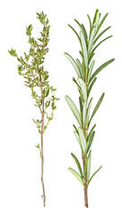 Thyme and rosemary sprigs isolated on a white background