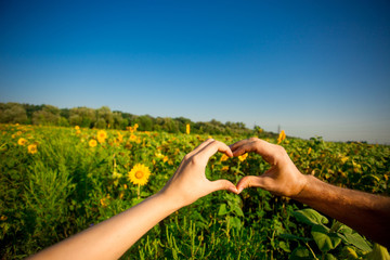 Couple hands in form of heart against sunflower landscape. Hands in shape of love heart - Love...
