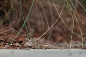 Florida Lizard Closeup