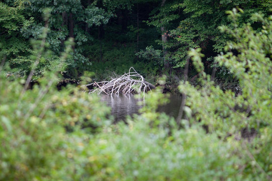 Tree in water