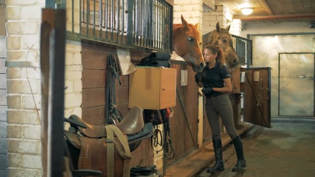 Sportswoman feeds a horse in a stable.