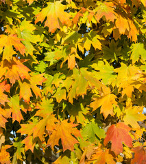 Naklejka na ściany i meble Vibrant Autumn color on Maple Tree. Beautiful colorful leaves. Excellent Autumn Fall Theme background for Holiday Halloween, Thanksgiving or Harvest Festival. 