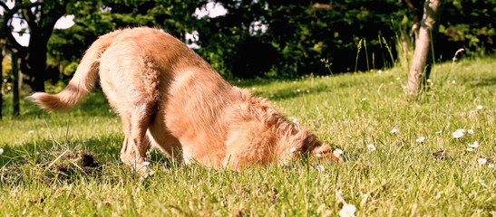 Hund Buddelt Im Garten
