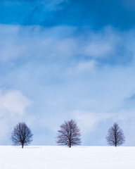 Three trees in winter in a snow covered field in the Czechia, Europe