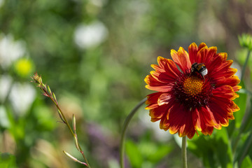 Kokardenblume (Gaillardia)