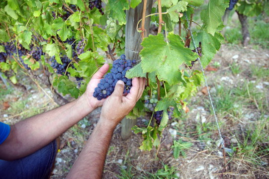 vigneron qui vérifie la maturité du raisin