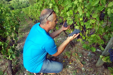 vigneron qui vérifie la maturité du raisin