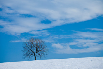 A tree in winter in a snow covered field in the Czechia, Europe