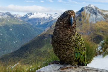Kea Papagei auf dem Kepler-Track vor Gebirge; Fjordland National Park, Neuseeland