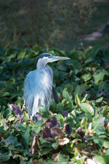 Great blue heron bird closeup portrait