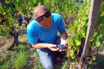 vigneron qui vérifie la maturité du raisin