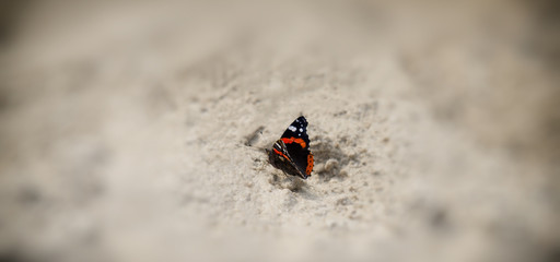 Fototapeta na wymiar butterfly sits on the sand.