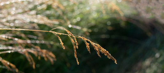 spike meadow grass covered with dew drops on a sunny summer morning .