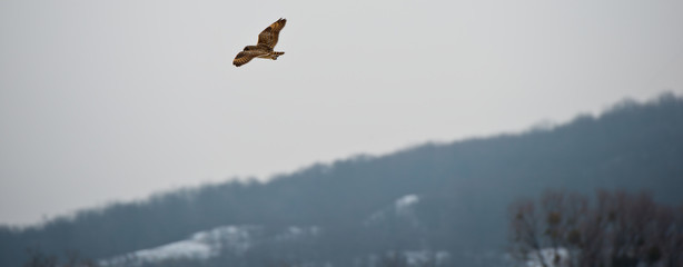 owl is flying over the winter meadow.