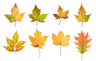 Colorful autumn leaves set isolated on white background