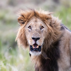 Young adult male lion in the Masai Mara, Kenya