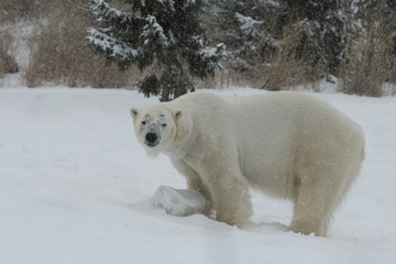 Obraz na płótnie Canvas polar bear looking for food