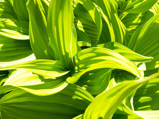 Obraz premium Green leaf abstract background. Veratrum, False Hellebore texture closeup