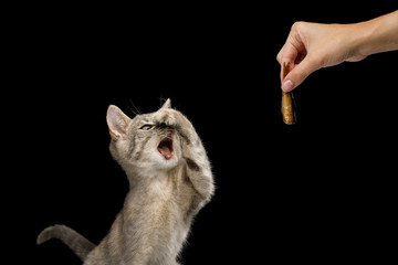 Funny Kitten closed nose and opened mouth when see hand with gourmet food on Isolated Black Background - obrazy, fototapety, plakaty