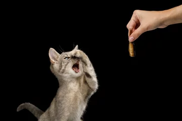Foto op Canvas Funny Kitten closed nose and opened mouth when see hand with gourmet food on Isolated Black Background © seregraff