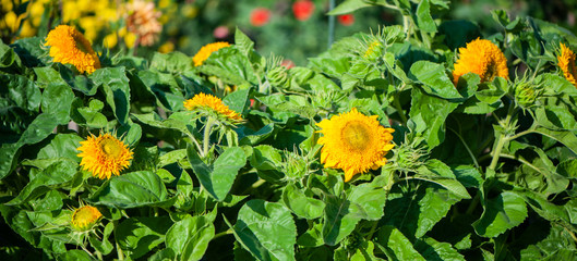 Field of sunflowers, summer sunny in the afternoon. Theme of summer, heat, harvest