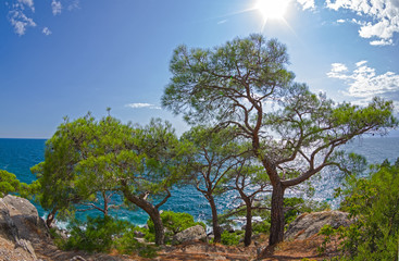 Relict pines on the seashore under the bright summer sun.