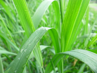 Obraz premium Macro photo