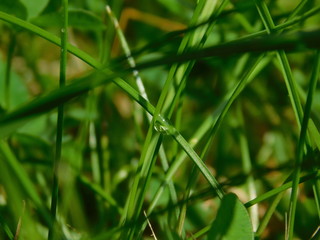 water, raindrop, grass, garden