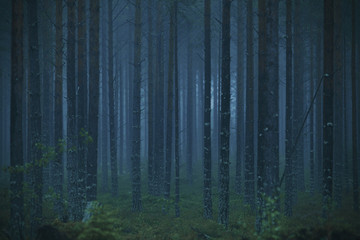 Blue forest a foggy morning in Hälsingland, Sweden