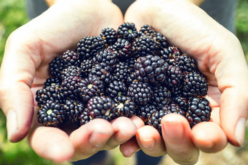 blackberry fruit  at the hands © Sergii Mostovyi