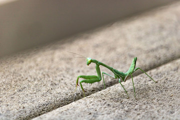 Bright green praying mantis standing on gray deck looking over shoulder at camera