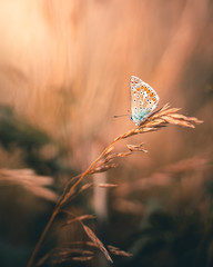 Schmetterling © Stephan_x86