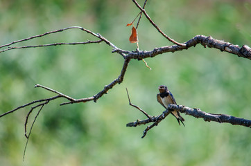The swallow sits on a dry branch of a tree.